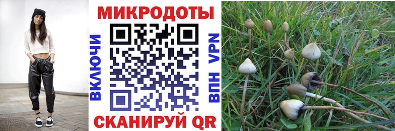 цена блэк спрут сайт Псилоцибиновые грибы Psilocybe Жуковский